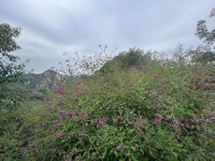 -大岭沟猕猴桃谷风景区