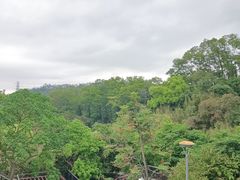 -深圳仙湖植物园