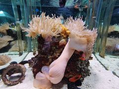 -太平洋海底世界