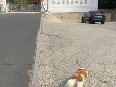 -红山国家森林公园