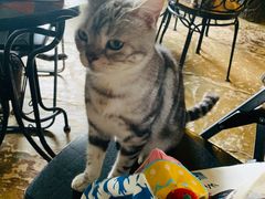 -猫猫幼稚园·撸猫·桌游·电玩