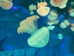-秦皇岛新澳海底世界