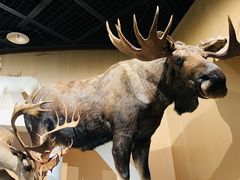 -陕西自然博物馆