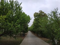 -秀丽东方