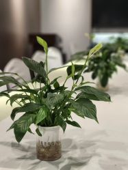 -星摇篮月子中心(市妇幼店)