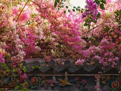 -深圳国际园林花卉博览园