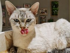 -藏猫猫咖啡主题馆(中央大道店)