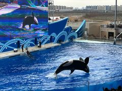 -上海海昌海洋公园