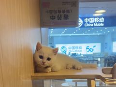-爪爪喵星球·猫舍(前海卓越店)