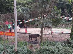 -火炉山森林公园