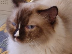 -平行世界·猫咖(首经贸店)