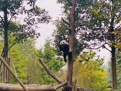 -都江堰中华大熊猫苑