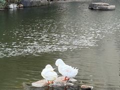 -新江湾城公园