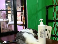 -李小姐の猫咖啡馆(五角场店)