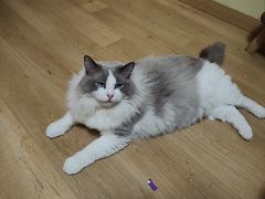 -Meowの猫咖(万家丽店)