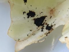 -意大利农场度假村