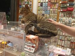 -猫的天空之城概念书店(杭州南宋御街店)