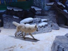 -上海海昌海洋公园-冰山北极馆