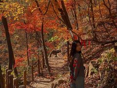 -天女山森林公园