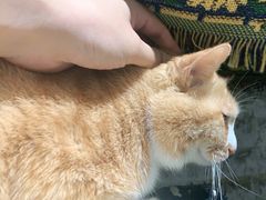 -平行世界·猫咖(首经贸店)