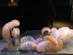 -西雅图水族馆