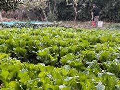 -两户人家农家乐