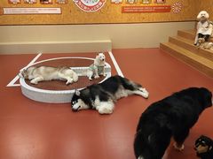 -和它·交个朋友·狗咖猫咖(爱琴海店)