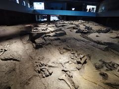 -自贡恐龙博物馆