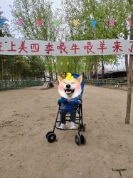 -上美四季动物农场