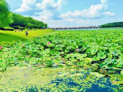 -丁香湖公园