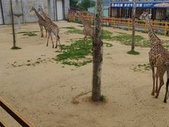 -西霞口神雕山野生动物世界