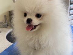 -美联众合动物医院·24h京西诊疗中心