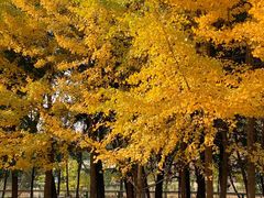 -长白岛森林公园