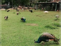 -昆明动物园