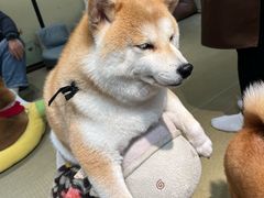 -逗柴咖啡屋·狗咖猫咖宠物桌游