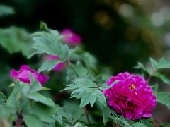 -国家植物园南园