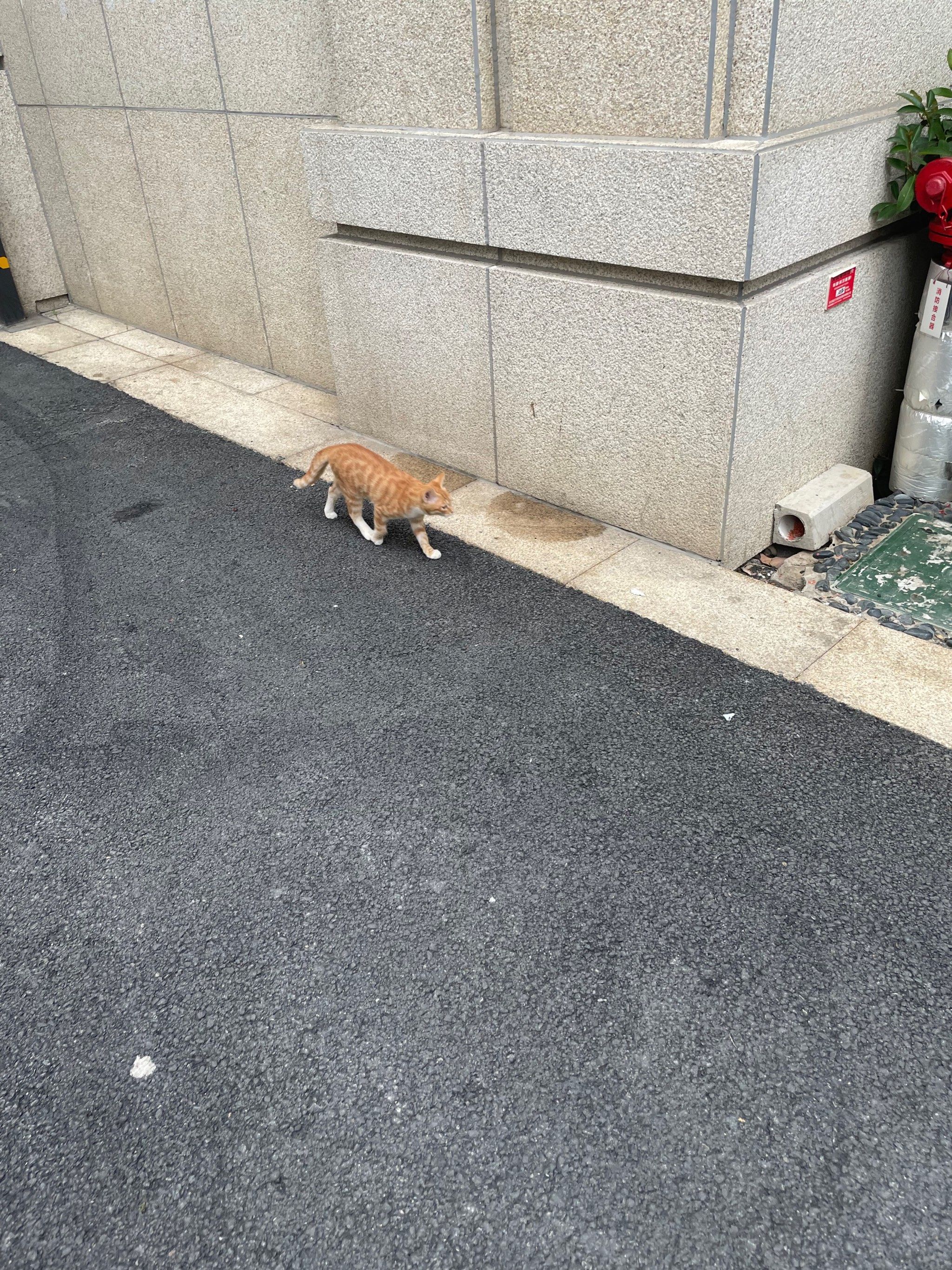 路上偶遇的小猫