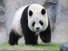-上海野生动物园