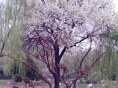 花儿-堤角公园
