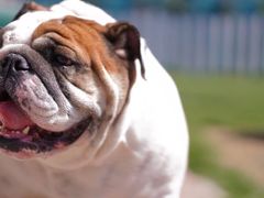 -趣玩宠物乐园寄养训犬训狗游泳池
