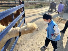 -合肥滨湖国家森林公园