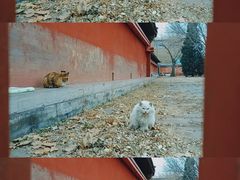 -大钟寺古钟博物馆