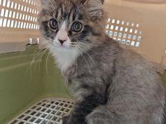 -瑞派·关忠动物医院·猫专科·犬专科(三环新城店)