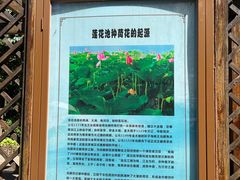 -莲花池公园