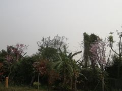 -低涌(地铁站)