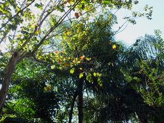 -深圳仙湖植物园