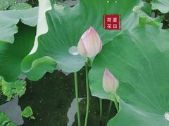 -红山村