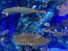 -上海海洋水族馆