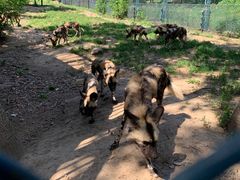 -大连森林动物园