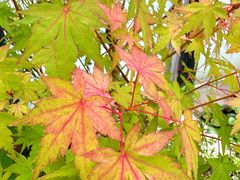 -陈家山荷花公园